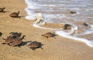 Corpoguajira fortalece acciones para la conservación del caimán aguja y tortuga marina
