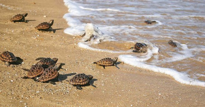 Corpoguajira fortalece acciones para la conservación del caimán aguja y tortuga marina