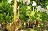 En Dibulla, el ICA hace seguimiento a predios productores de banano para exportación