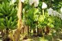 En Dibulla, el ICA hace seguimiento a predios productores de banano para exportación