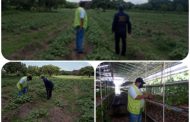En La Guajira, el ICA acompaña la producción de batata para exportación
