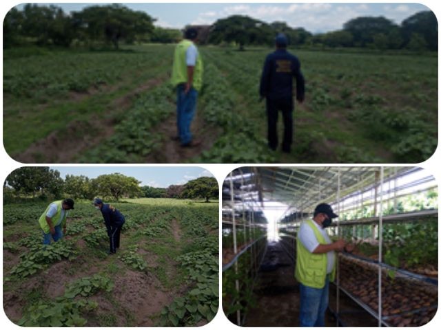 En La Guajira, el ICA acompaña la producción de batata para exportación