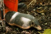 Corpocesar y Cortolima liberaron 135 especímenes de fauna silvestres en el Cesar