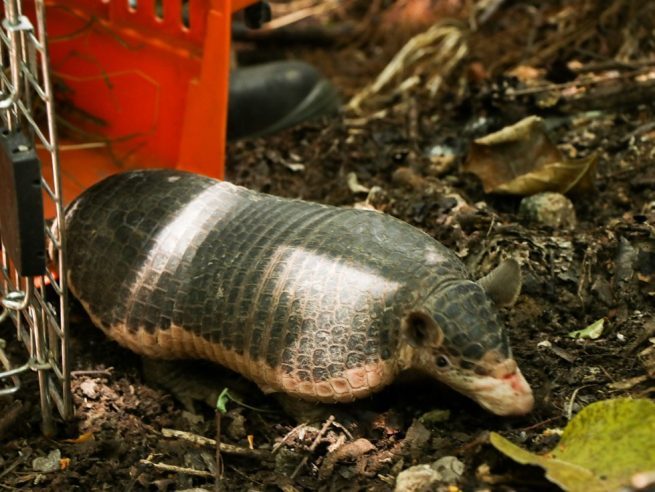 Corpocesar y Cortolima liberaron 135 especímenes de fauna silvestres en el Cesar