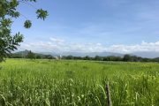 Gobierno del Cesar apalanca proyectos productivos en el Cesar con el Incentivos de Capitalización Rural