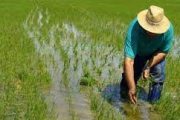 Instan a empresas molineras que no se han sumado al incentivo al almacenamiento del arroz a vincularse