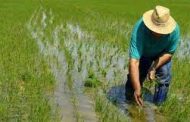 Instan a empresas molineras que no se han sumado al incentivo al almacenamiento del arroz a vincularse