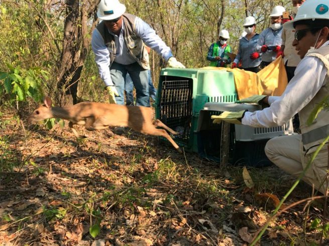 Más de 400 animales silvestres han sido liberados en el Cesar en 2021