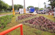 Alcaldía lanza el programa ‘Valledupar Florece’
