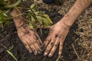 La asociación indígena Awavichor y Cerrejón sembrarán 27.000 plantas de bosque seco tropical en 2021
