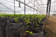 Vivero del Cesar obtiene registro de garantía fitosanitaria del ICA