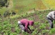 MinAgricultura lanzó estrategia de asociatividad rural para fortalecer a los campesinos