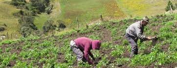 MinAgricultura lanzó estrategia de asociatividad rural para fortalecer a los campesinos