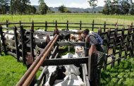 El 2 de noviembre iniciará el segundo ciclo de vacunación contra la fiebre aftosa, la brucelosis bovina