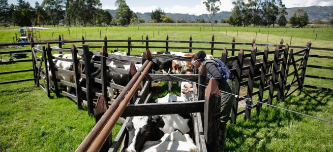 El 2 de noviembre iniciará el segundo ciclo de vacunación contra la fiebre aftosa, la brucelosis bovina