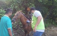 Équidos del Parque Tayrona fueron vacunados contra la encefalitis equina venezolana