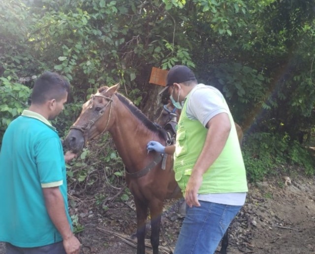 Équidos del Parque Tayrona fueron vacunados contra la encefalitis equina venezolana