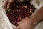 Gobierno entregó hoja de ruta, que asegura la sostenibilidad de la caficultura colombiana