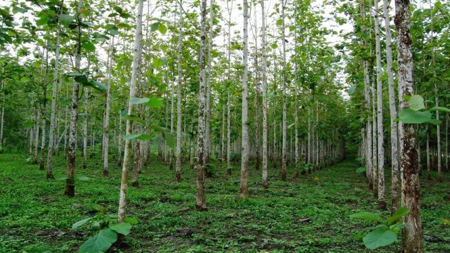 Minagricultura está recibiendo proyectos de reforestación comercial para acceder al CIF