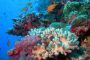 Cambio climático está matando arrecifes de coral mundiales mientras océanos se calientan: estudio