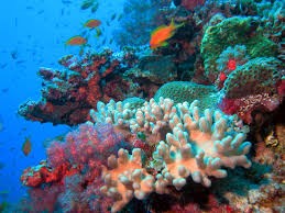 Cambio climático está matando arrecifes de coral mundiales mientras océanos se calientan: estudio