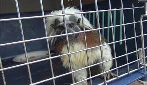 En octubre se han incautado 2.269 animales valorados en $ 3.282 millones