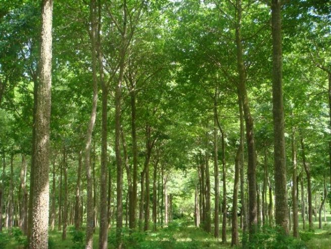 MinAmbiente abre convocatoria para sembrar 1,1 millones de árboles en reservas de la sociedad civil