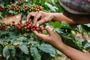 Carcafé y Yara sellan alianza para beneficiar a más de 29.000 caficultores del país