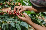 Carcafé y Yara sellan alianza para beneficiar a más de 29.000 caficultores del país