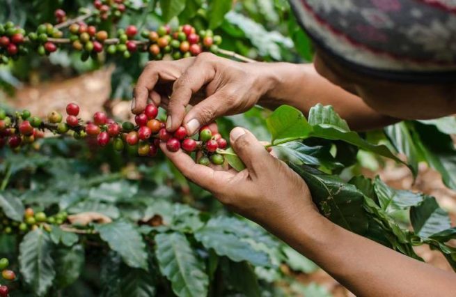 Carcafé y Yara sellan alianza para beneficiar a más de 29.000 caficultores del país