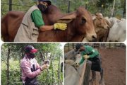Segundo ciclo de vacunación ha inmunizado 2,3 millones de animales contra fiebre aftosa