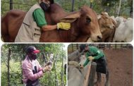 Segundo ciclo de vacunación ha inmunizado 2,3 millones de animales contra fiebre aftosa