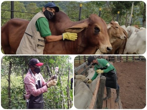 Segundo ciclo de vacunación ha inmunizado 2,3 millones de animales contra fiebre aftosa