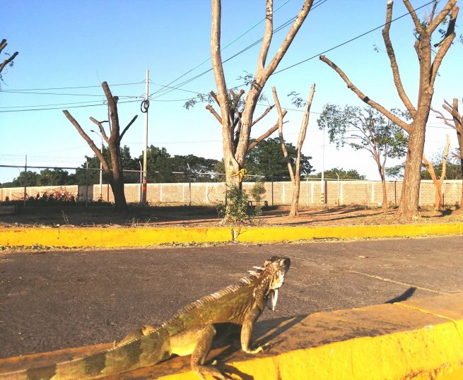Aeropuertos de Oriente aclara sobre situación de los árboles en el Aeropuerto de Valledupar
