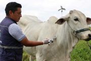 Colombia ha vacunado en 5 semanas 16,5 millones de bovinos y bufalinos contra fiebre aftosa