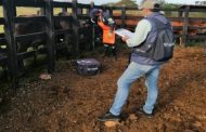 Según datos preliminares, con un 94,2 %, finalizó ciclo contra fiebre aftosa