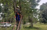Afinia adelanta poda de árboles bajo todas las precauciones