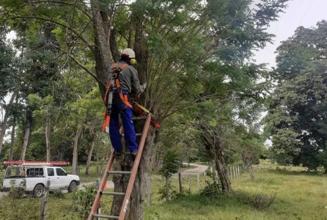 Afinia adelanta poda de árboles bajo todas las precauciones