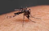 Desde Minsalud, piden cuidar a los niños del dengue especialmente en vacaciones