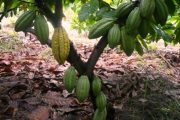 Sancionan ley que busca la adhesión de Colombia a la Organización Internacional de Cacao