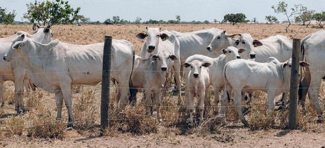 En zonas de frontera con Venezuela se realizará vacunación adicional contra la fiebre aftosa