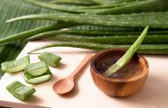 Cómo puede la sábila o aloe vera ayudar a combatir la diabetes