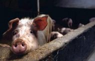 Alerta por la Peste Porcina Africana