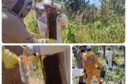 El ICA atiende notificación por mortandad de abejas en Cesar