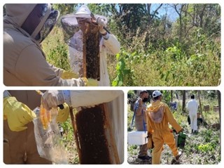 El ICA atiende notificación por mortandad de abejas en Cesar