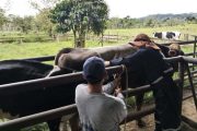 A partir de hoy inician vacunación contra aftosa en las zonas de frontera con Venezuela