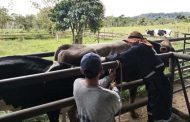 A partir de hoy inician vacunación contra aftosa en las zonas de frontera con Venezuela