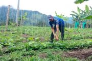 MinAgricultura abre nueva convocatoria de Alianzas Productivas
