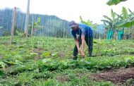 MinAgricultura abre nueva convocatoria de Alianzas Productivas