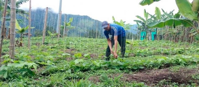 MinAgricultura abre nueva convocatoria de Alianzas Productivas